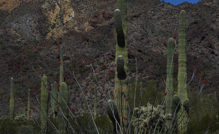ocatillo
